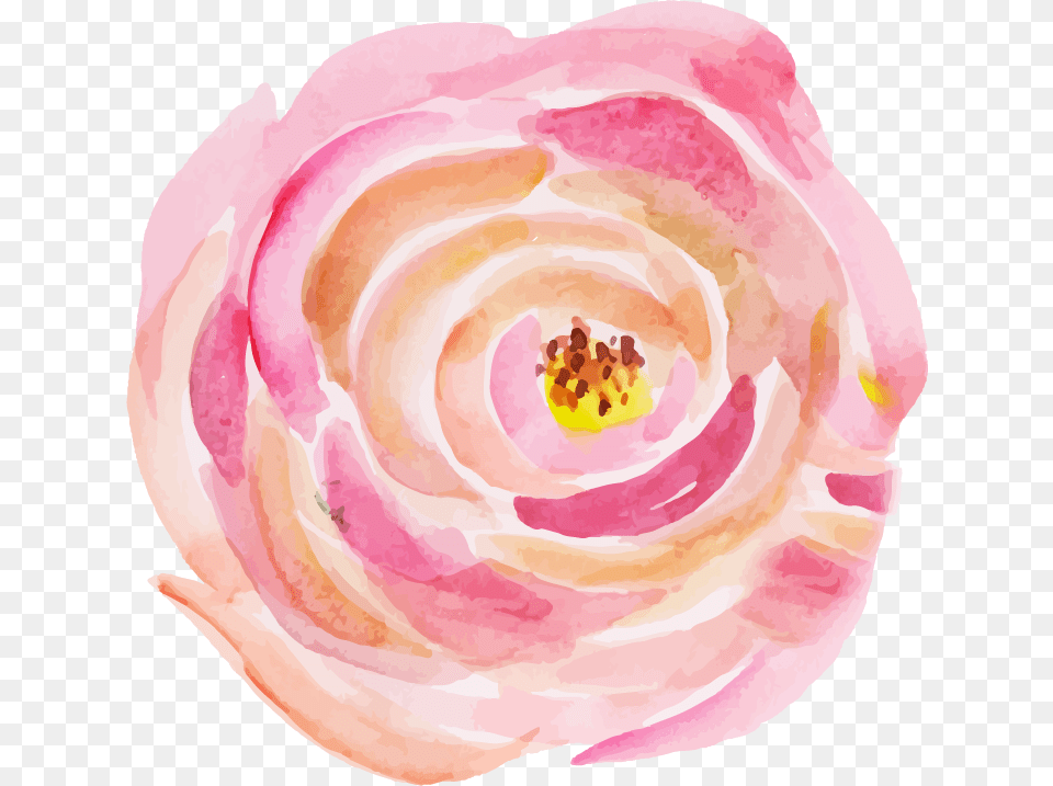 Persian Buttercup, Flower, Petal, Plant, Rose Free Transparent Png