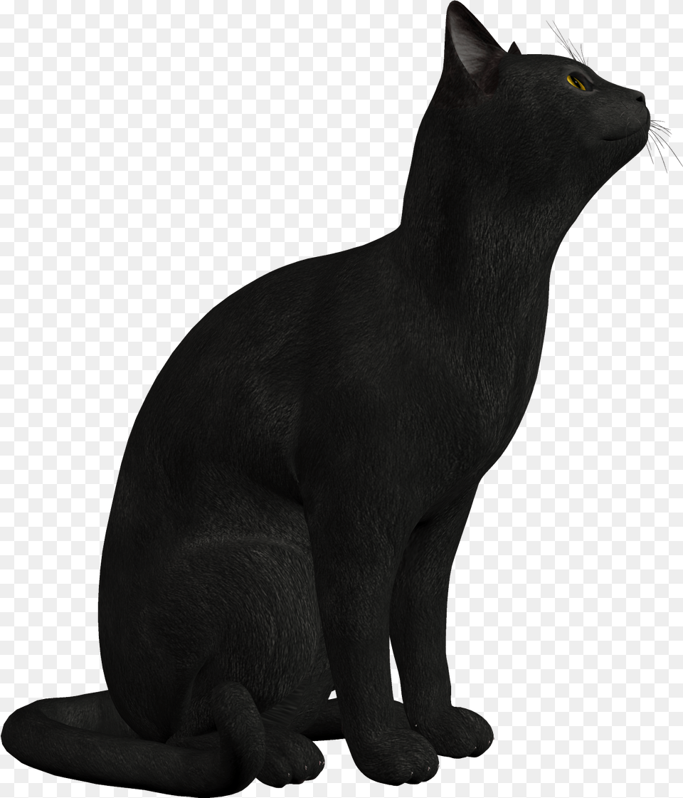 Persian Cat Black Kitten Clip Art Black Cat Clipart, Animal, Mammal, Pet, Black Cat Free Png