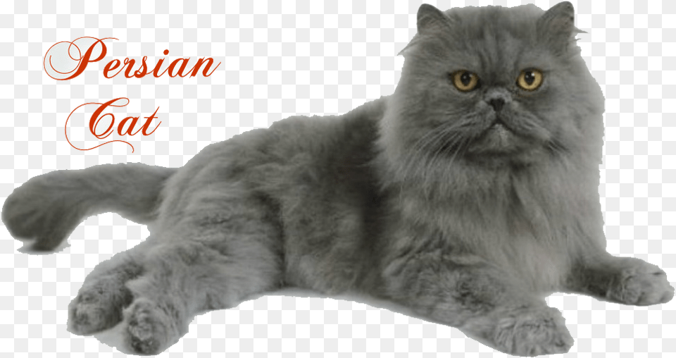 Persian Cat Full Punch Face Persian Cat, Angora, Animal, Mammal, Pet Free Png