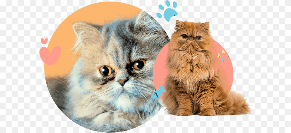 Persian Flat Faced Cats, Animal, Cat, Mammal, Manx Free Png