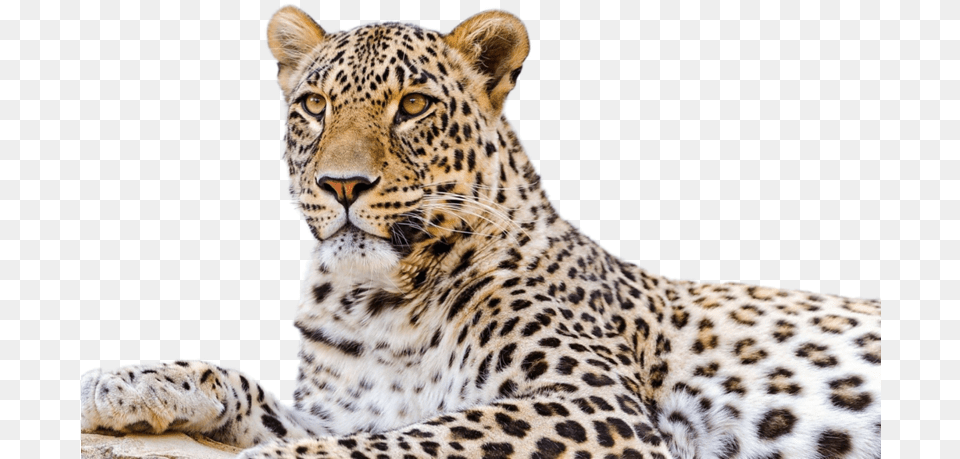 Persian Leopard Snow Leopard Desktop Wallpaper Felidae Amur Leopard Background, Animal, Mammal, Panther, Wildlife Free Png