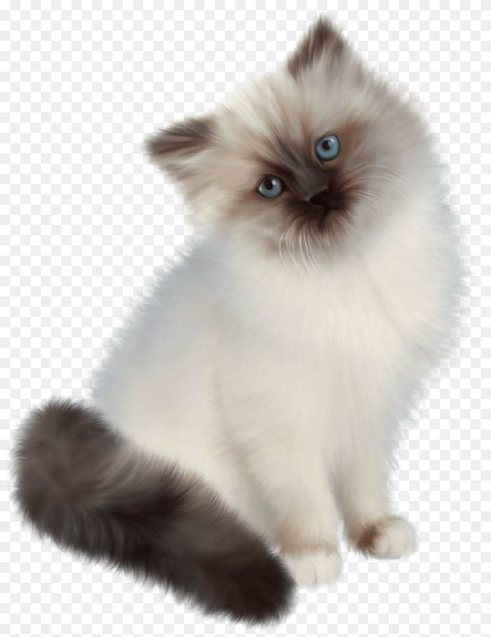 Persian Ragdoll Siamese Cat, Angora, Animal, Mammal, Pet Free Png