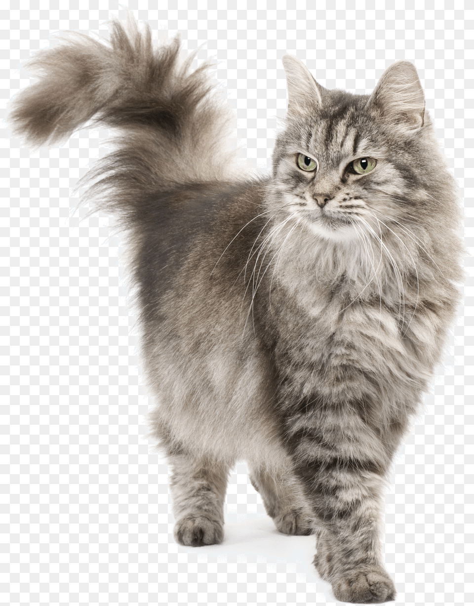 Persian Siberian Cat, Animal, Mammal, Manx, Pet Png Image