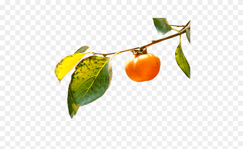 Persimmon, Food, Fruit, Plant, Produce Free Png