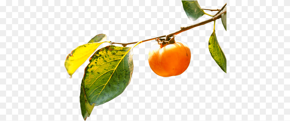 Persimmon Orange Branch, Food, Fruit, Plant, Produce Png Image