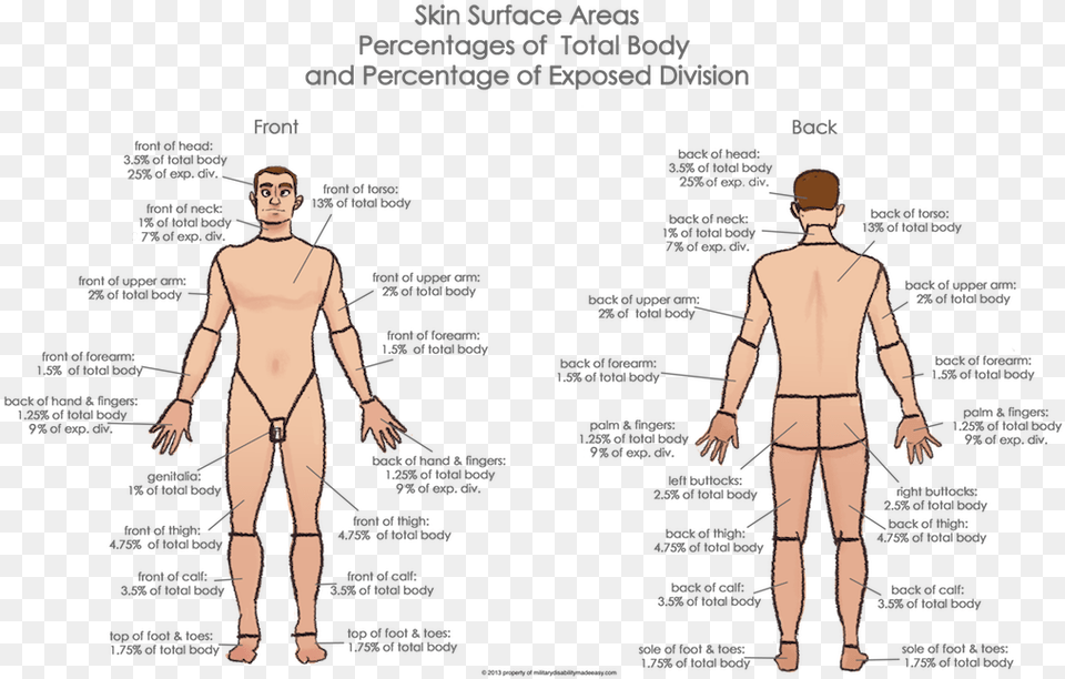 Person Standing Back, Adult, Chart, Male, Man Png Image