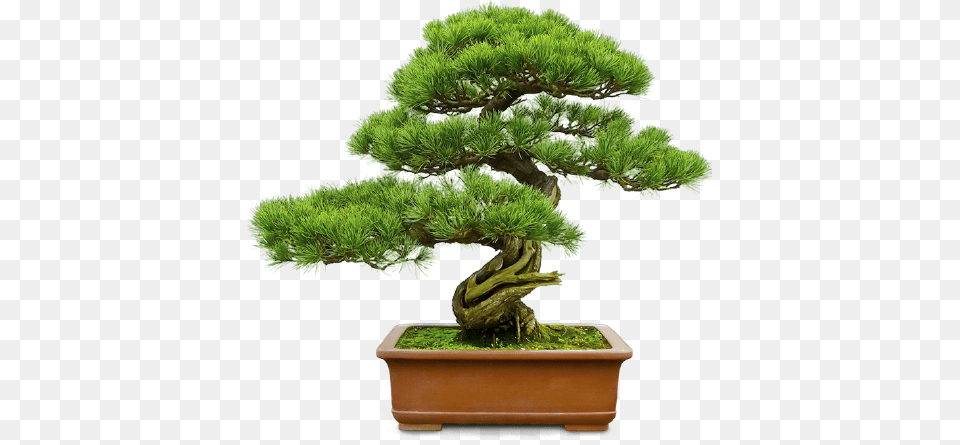 Personal Loans Bonsai For Beginners The Ultimate Guide To Bonsai, Plant, Potted Plant, Tree, Conifer Free Png Download