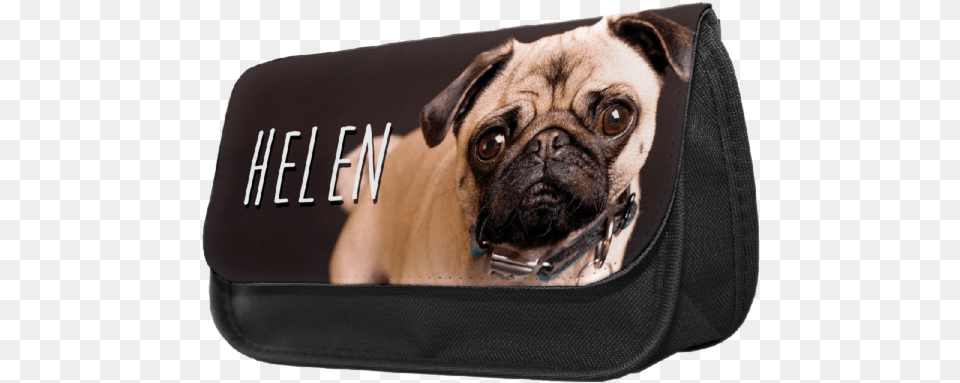 Personalised Golden Retriever Pup Pencil Make Up Case, Animal, Canine, Mammal, Dog Png