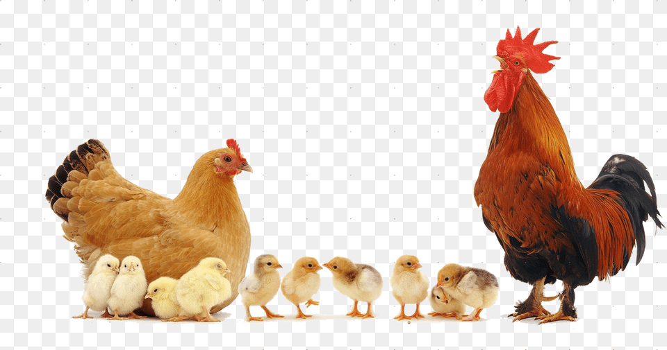Personalised Hen Cockerel Chicks Fridge Magnet Stocking Hen With Chicks, Animal, Bird, Chicken, Fowl Free Transparent Png