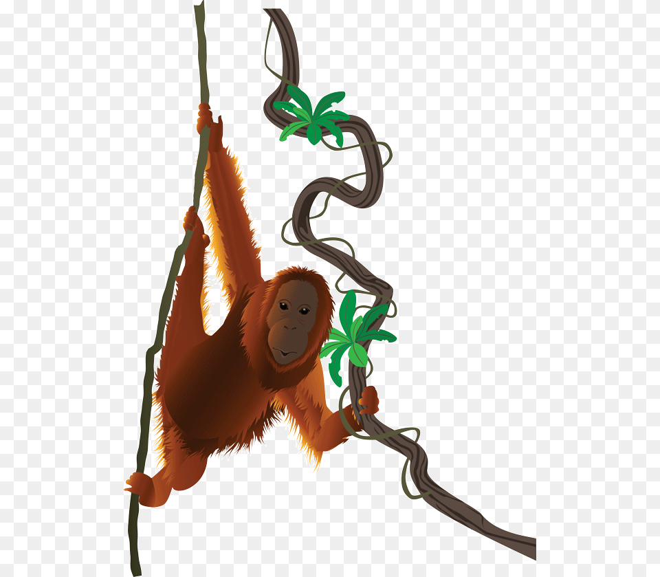 Personality Orangutan, Animal, Wildlife, Mammal, Monkey Free Transparent Png
