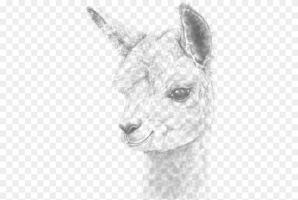 Personalized Fine Art Llamas Amp Alpaca Portraits Made Llama, Adult, Bride, Female, Person Free Png Download