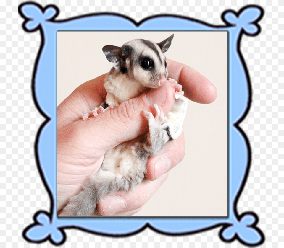 Personalized Glidersafe Delivery Adoption Package Possum, Animal, Mammal, Wildlife, Canine Free Transparent Png