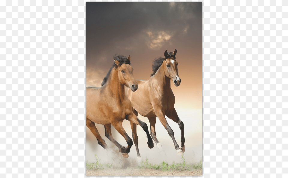 Personlized Animal Series Design Wild Horse Runnin Apple Ipad Ipad Cases With Horses, Colt Horse, Mammal Png