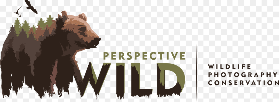 Perspective Wild Wildlife Photography Logo, Animal, Bear, Mammal, Bird Png