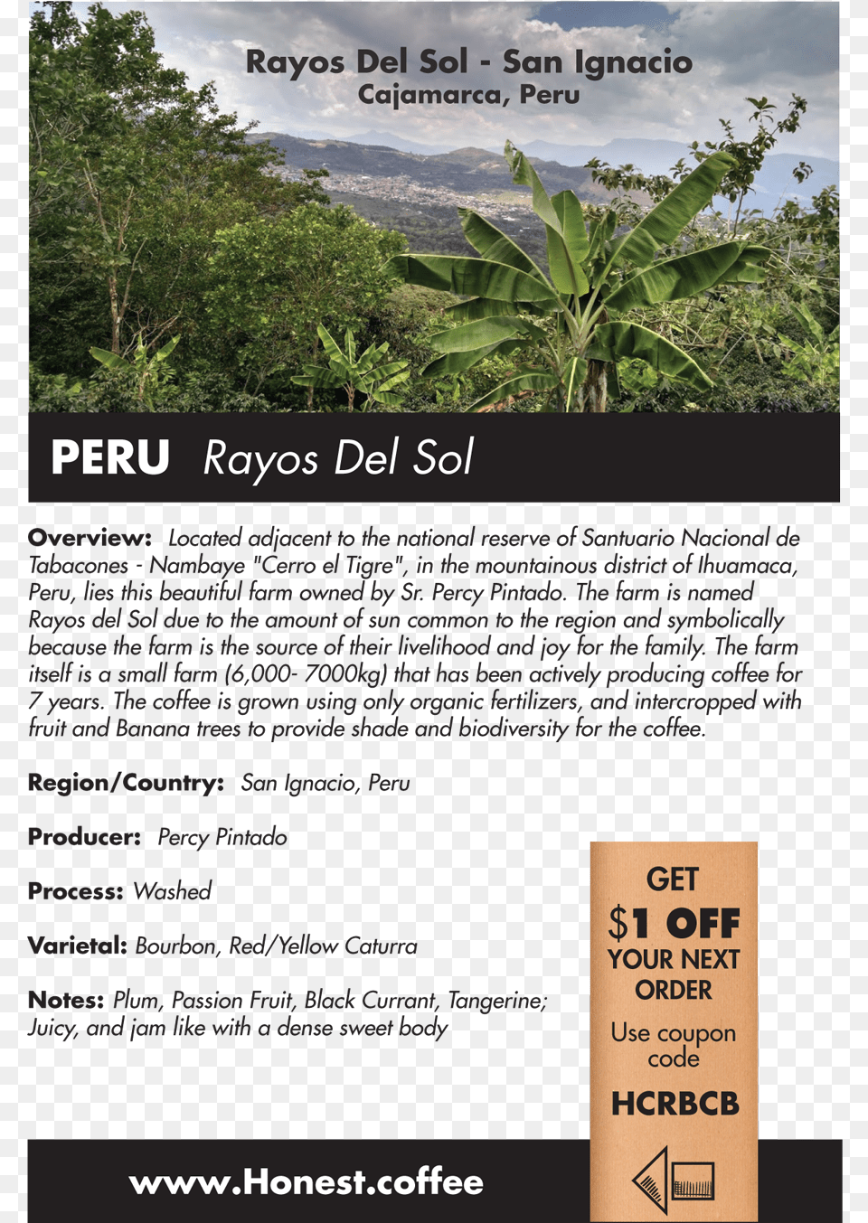 Peru Rayos Del Sol Attalea Speciosa, Advertisement, Tree, Rainforest, Poster Png
