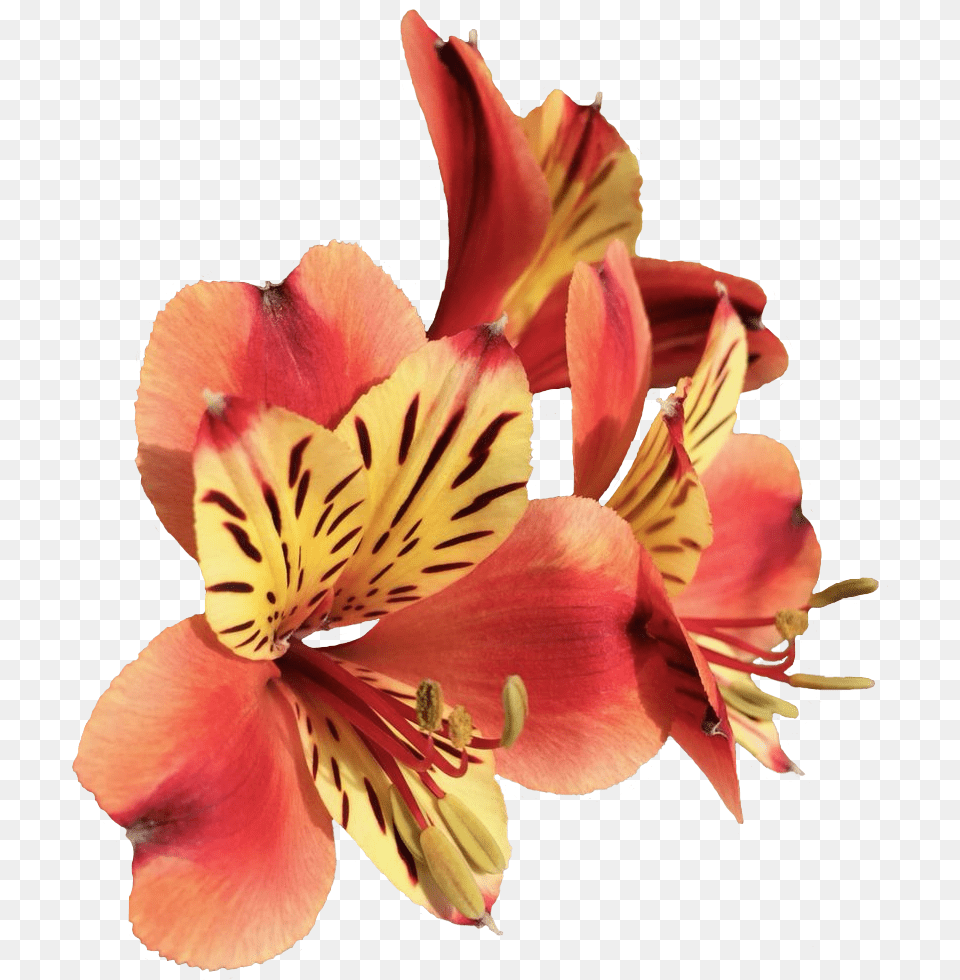 Peruvian Lily, Anther, Flower, Petal, Plant Png