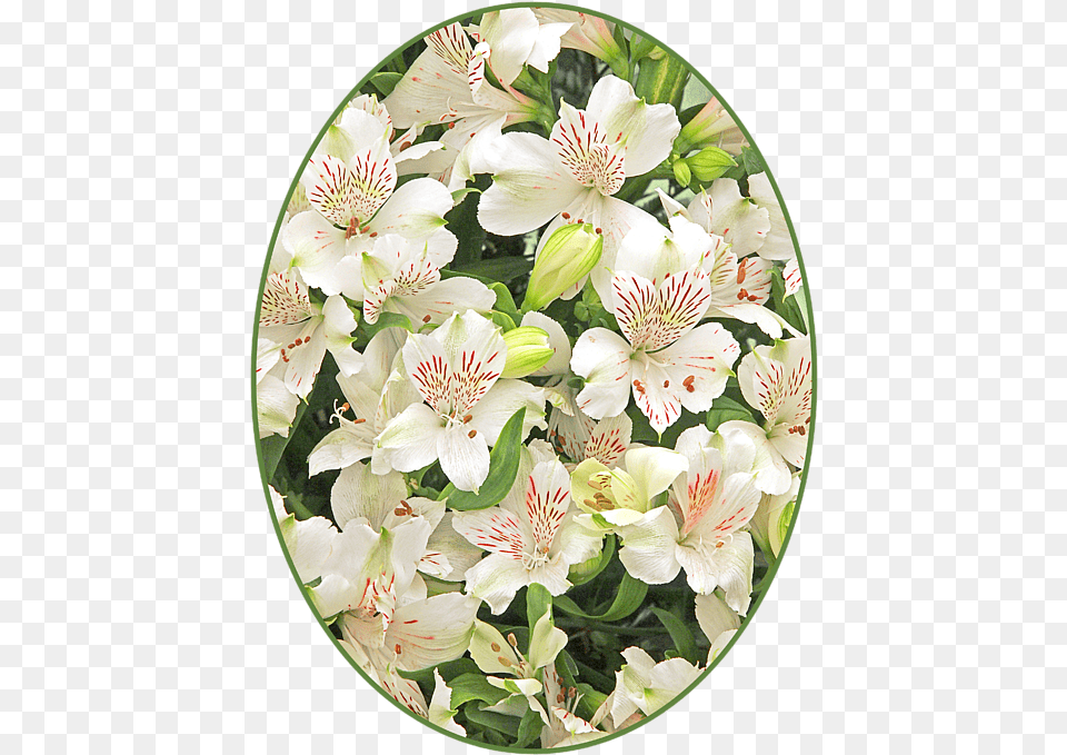 Peruvian Lily, Flower, Plant, Flower Arrangement Png