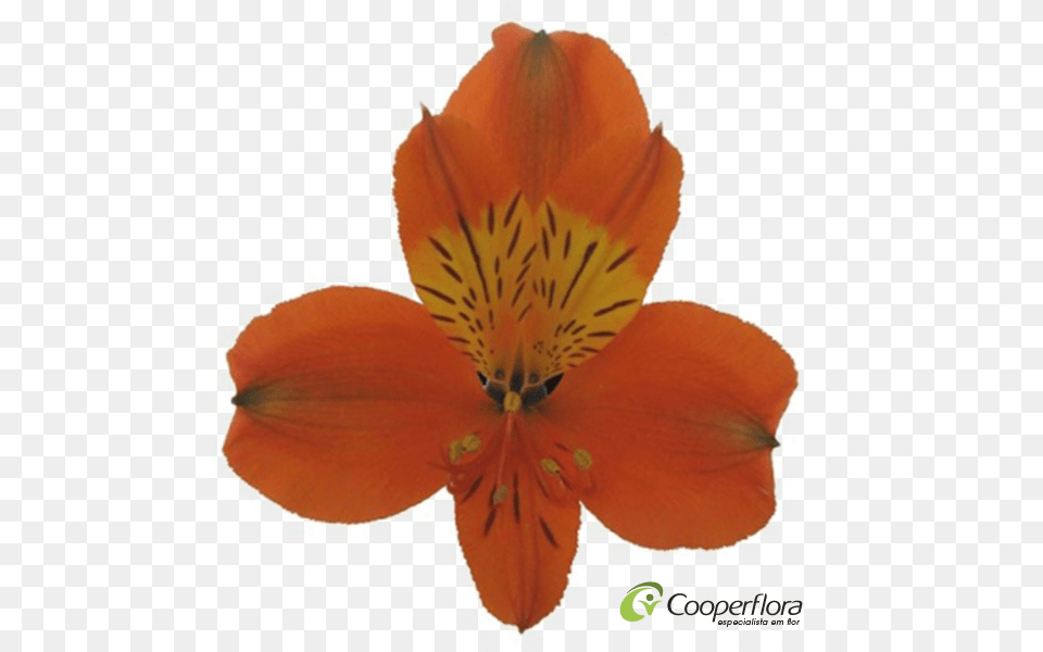 Peruvian Lily, Anther, Flower, Petal, Plant Free Transparent Png