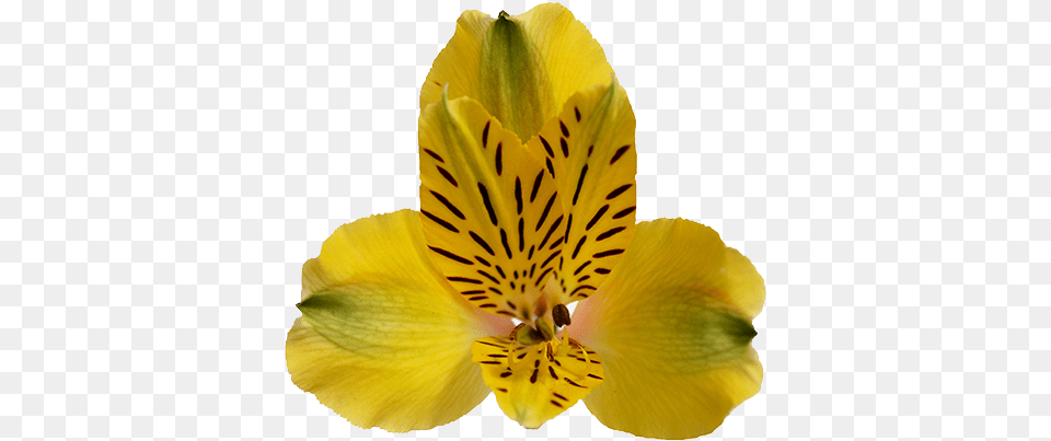 Peruvian Lily, Flower, Petal, Plant Free Png Download