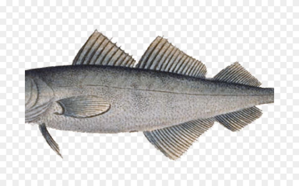 Pescado Printing, Animal, Fish, Sea Life Png