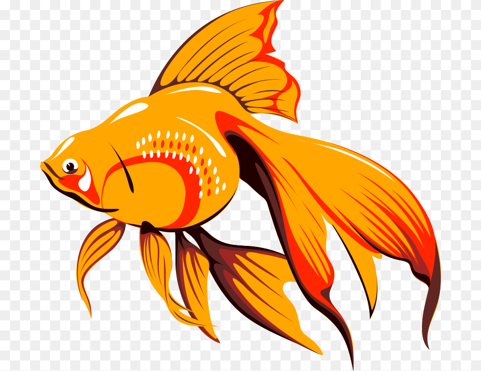 Pescetto, Animal, Fish, Sea Life, Goldfish Free Transparent Png