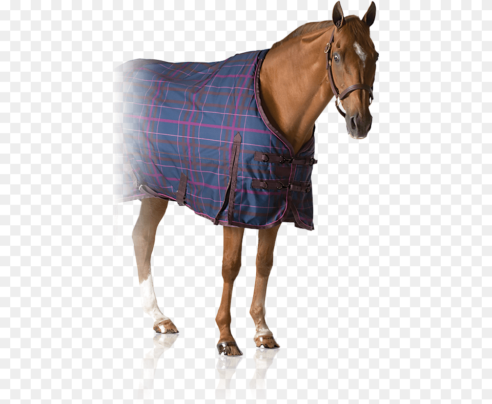 Pessoa English Riding Supply Pessoa Alpine 1200d Turnout Sheet, Animal, Horse, Mammal Png