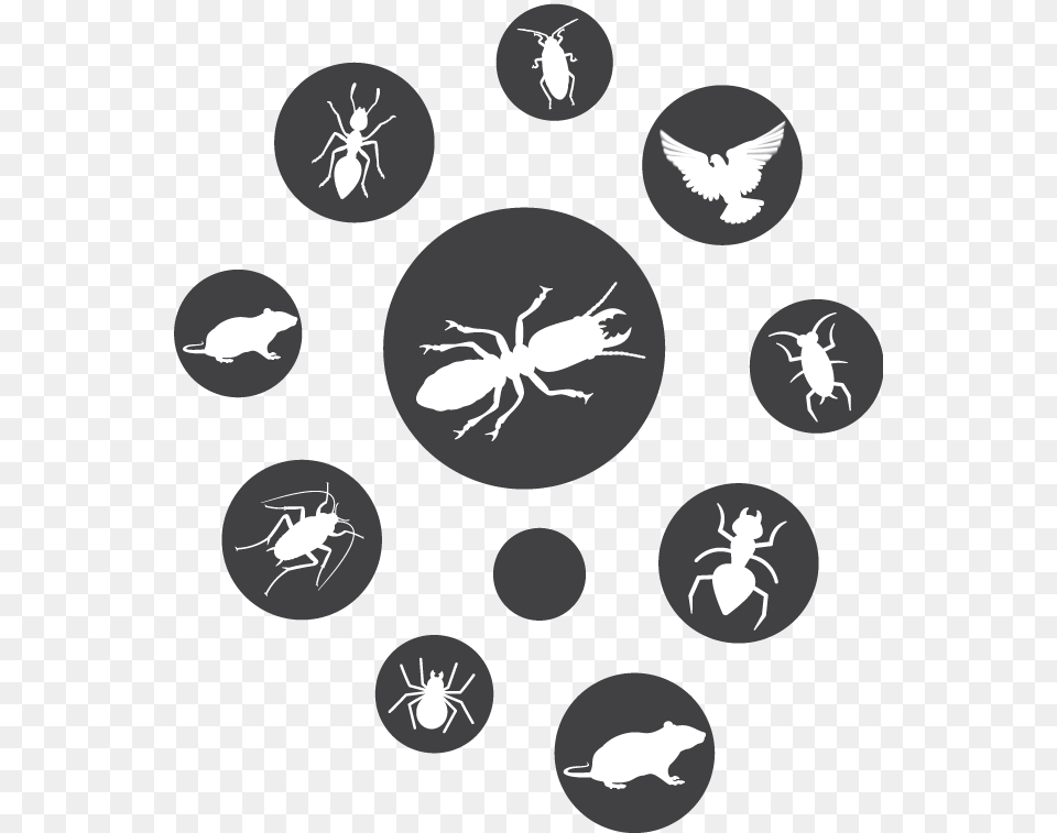 Pest Circle Icons Pest Control Icon, Animal, Invertebrate, Spider, Stencil Free Transparent Png