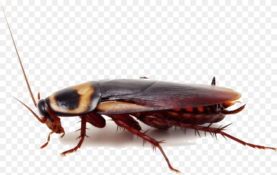 Pest City Roach, Animal, Cockroach, Insect, Invertebrate Free Png Download