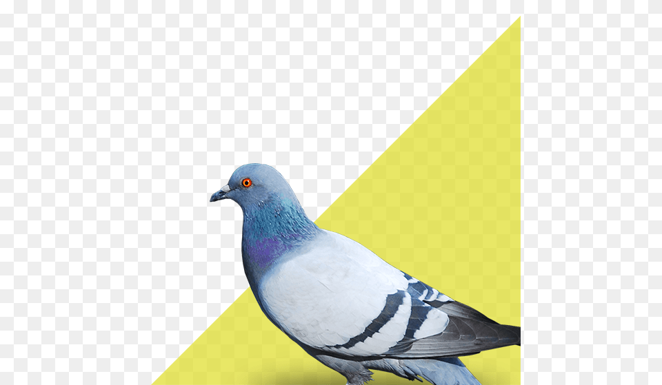 Pest Control Company In Mallorca, Animal, Bird, Pigeon, Dove Free Transparent Png