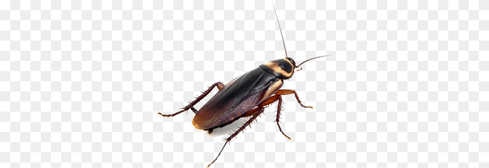 Pest Control Costa Blanca Spain Does A Cockroach Look Like, Animal, Insect, Invertebrate Free Png Download