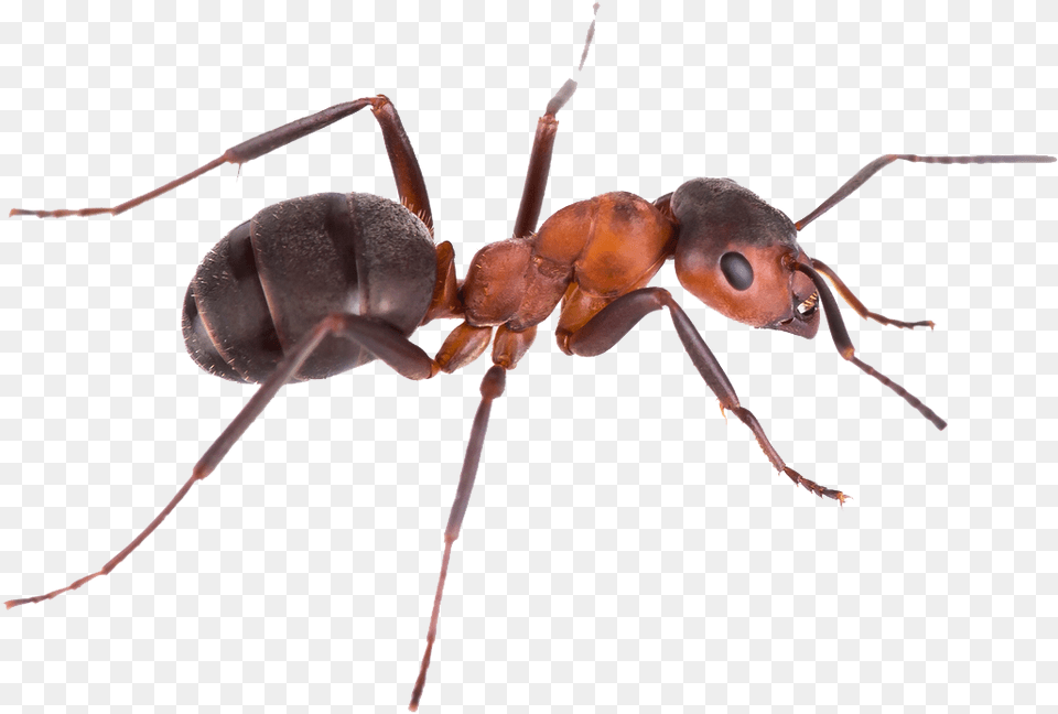 Pest Control Green Tree Ant Argentine Ant Background, Animal, Insect, Invertebrate Free Transparent Png