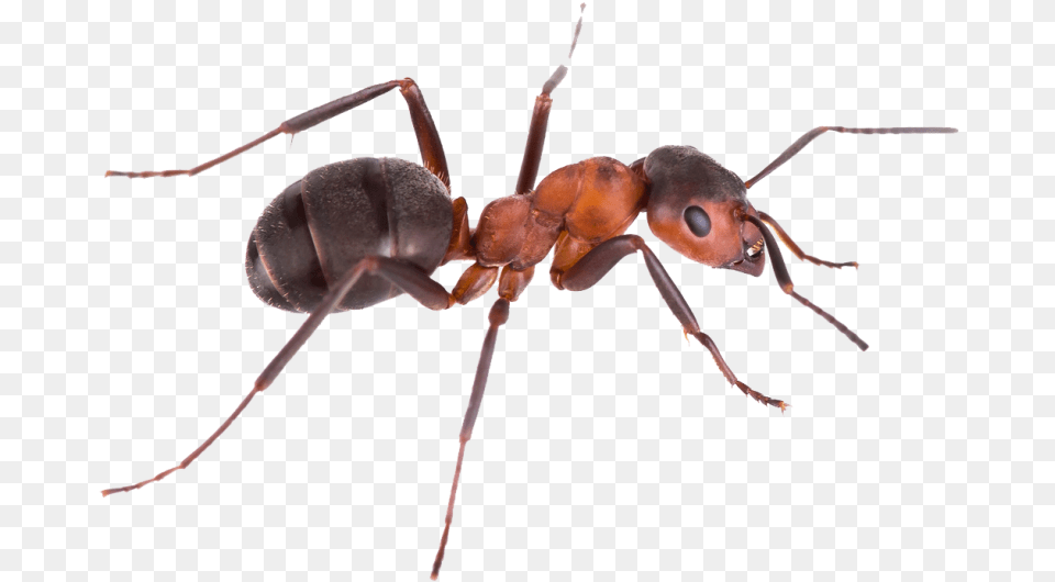 Pest Control Green Tree Ant Argentine Ant Banded Sugar Background Ant, Animal, Insect, Invertebrate Png Image