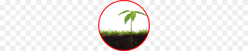 Pest Control Horticultural Service Agriserve Ontario, Leaf, Plant, Soil, Grass Free Png Download