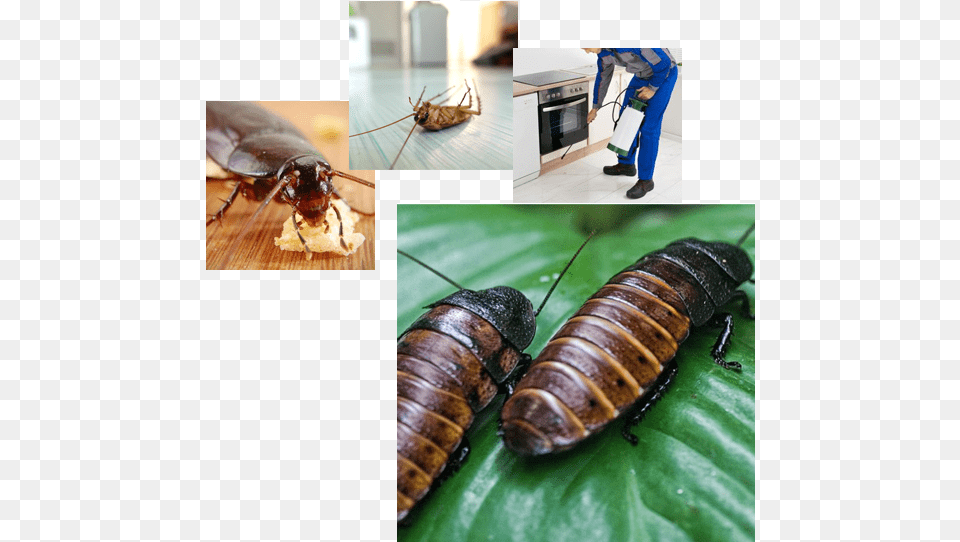 Pest Control Services Cockroach Food In China, Animal, Insect, Invertebrate, Adult Free Png