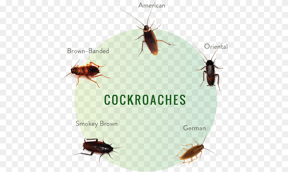 Pest Library, Animal, Insect, Invertebrate, Cockroach Free Png