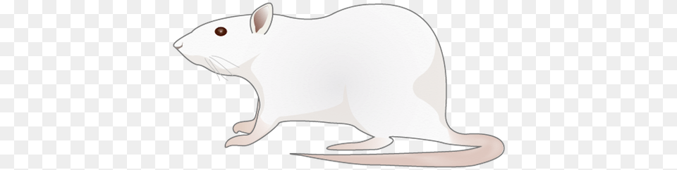 Pest Rat, Animal, Mammal, Rodent Free Png Download