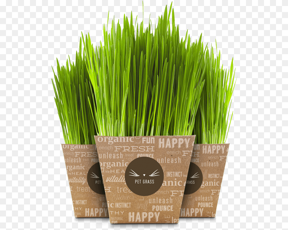 Pet, Grass, Jar, Plant, Planter Png Image