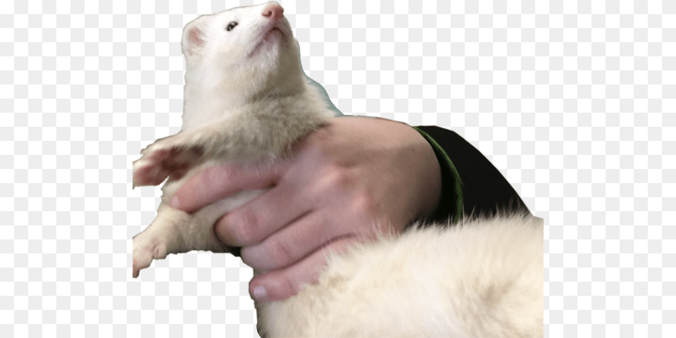 Pet, Animal, Ferret, Mammal, Baby Free Png