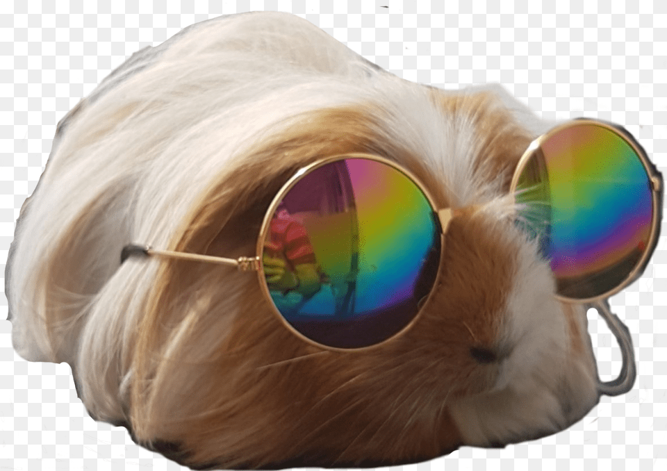 Pet, Accessories, Glasses, Sunglasses, Goggles Free Transparent Png