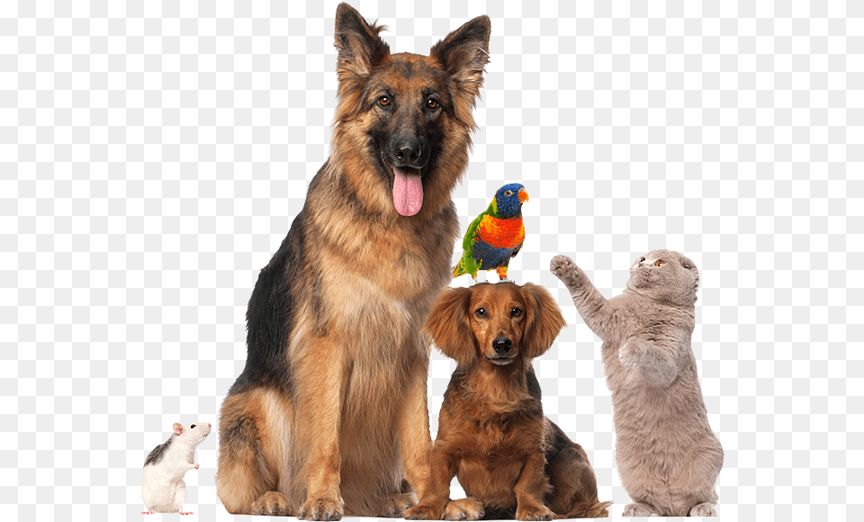 Pet 3 Image Pet, Animal, Canine, Dog, Mammal Free Transparent Png