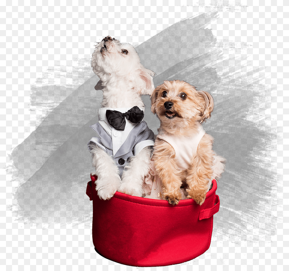 Pet, Accessories, Tie, Formal Wear, Dog Free Transparent Png