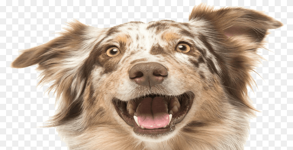 Pet, Animal, Canine, Dog, Mammal Png Image