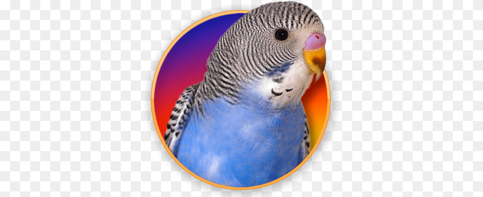 Pet, Animal, Bird, Parakeet, Parrot Png Image