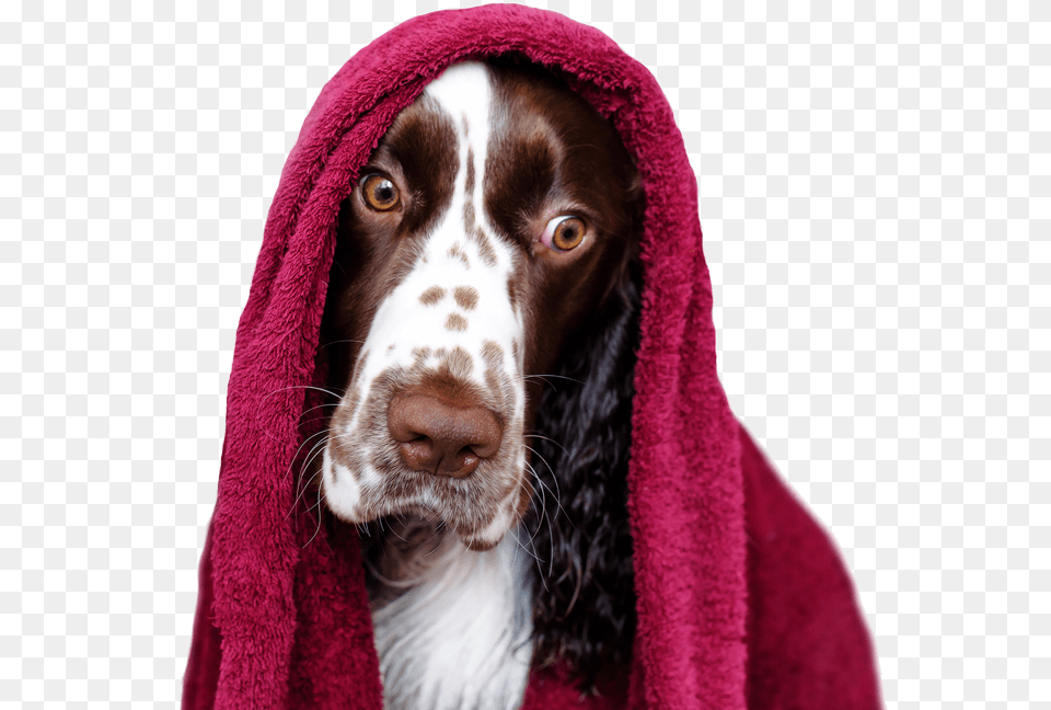 Pet Bath And Spa Cocker Spaniel, Blanket, Animal, Canine, Dog Free Transparent Png