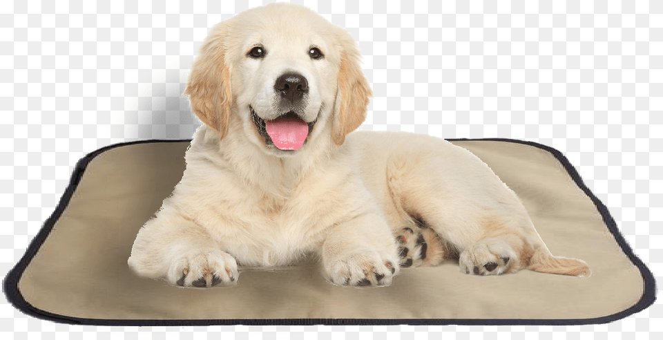 Pet Bed Clipart Golden Retriever Puppy, Animal, Canine, Dog, Golden Retriever Png Image
