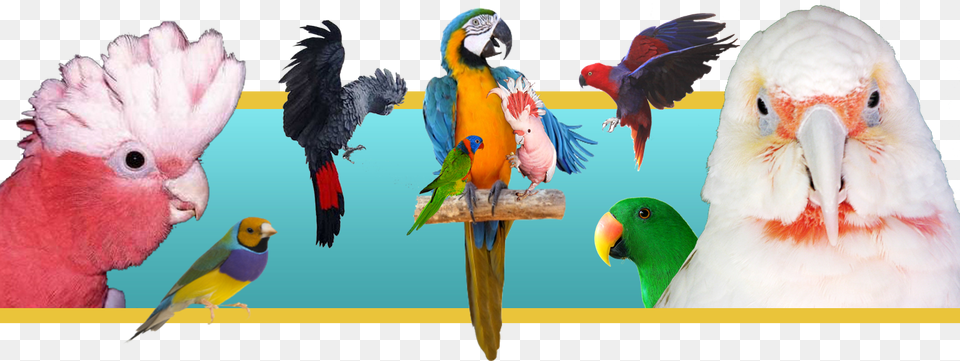 Pet Bird Banner, Animal, Beak, Chicken, Fowl Free Transparent Png