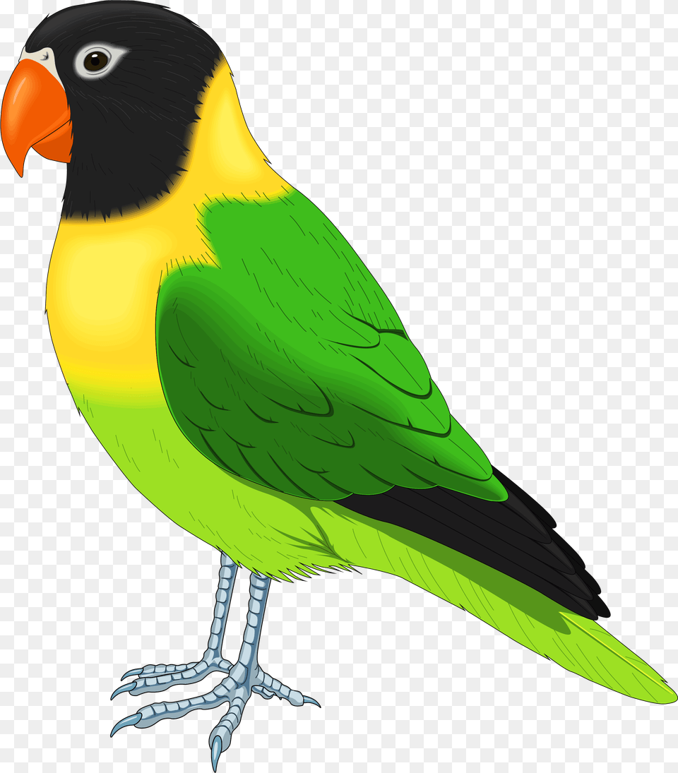 Pet Bird Clipart, Animal, Beak, Parakeet, Parrot Png