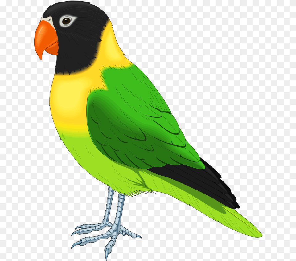 Pet Bird Clipart, Animal, Beak, Parakeet, Parrot Png Image