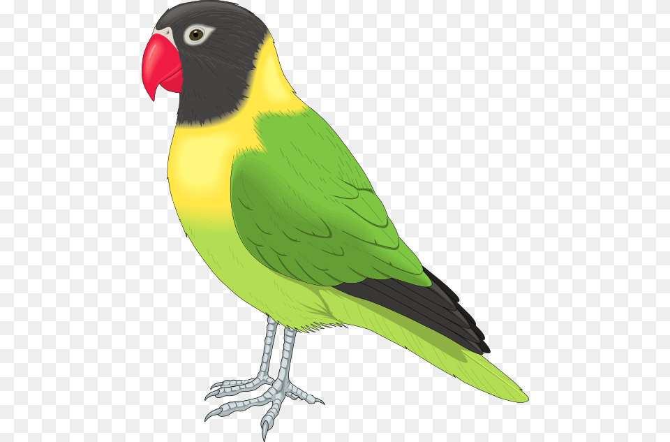 Pet Birds Clipart, Animal, Bird, Parakeet, Parrot Free Transparent Png