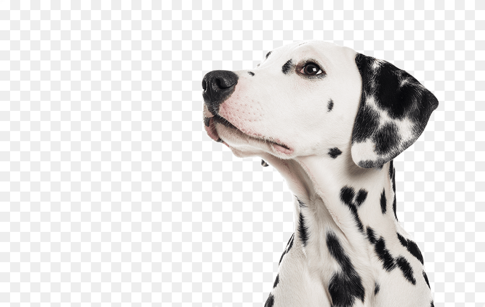 Pet Boarding Dog Training Dalmatian Merton Dalmatian, Animal, Canine, Mammal Png Image